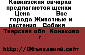 Кавказская овчарка -предлагаются щенки › Цена ­ 20 000 - Все города Животные и растения » Собаки   . Тверская обл.,Конаково г.